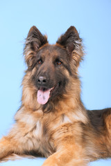 German shepherd dog