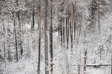 Fairy winter forest