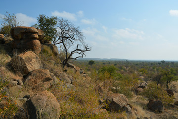 From atop a kopje the bush stretches out to the horizon in Botswana during the winter dry season. © D Guest Smith