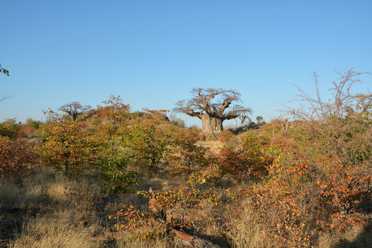 An ancient baobab tree dominates the landscape in Botswana's Tuli Wilderness area.