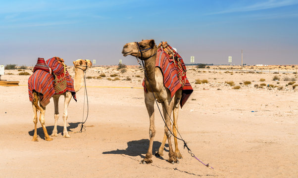Camels near the historic fort Al Zubara in Qatar