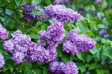 Branch of lilac flowers with green leaves, floral natural vintage hipster background