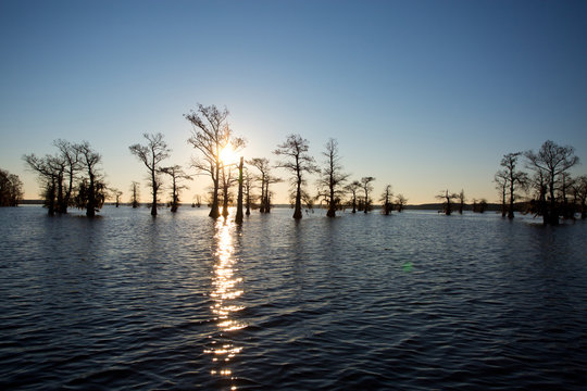 Backlit cypress tree on lake