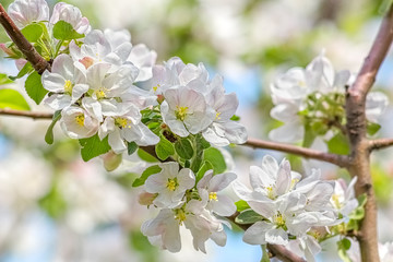 Flowering branches of apple-tree in a spring orchard, close-up