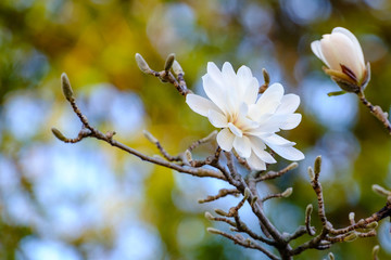 Fleur de Magnolia étoilé (Magnolia stellata).