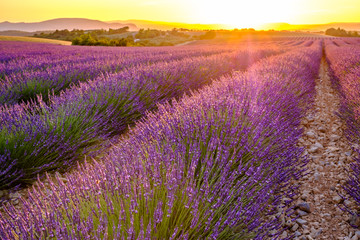 Fototapeta na wymiar Champ de lavande en été. Provence, France. Coucher de soleil.
