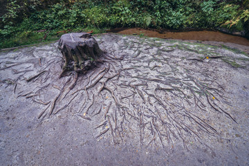 Impressive tree roots in Adrspach Rocks, part of Adrspach-Teplice landscape park in Broumov Highlands region of Czech Republic