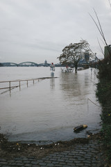 Treibgut bei Hochwasser in Köln am Rhein