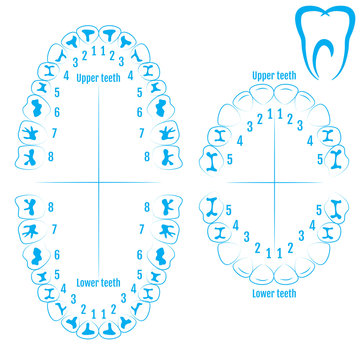 Orthodontist human tooth anatomy vector with numbering of teeth of an adult and a child. Medical dental illustration