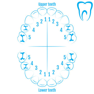 Orthodontist human tooth anatomy vector with numbering of teeth of an child. Medical dental illustration