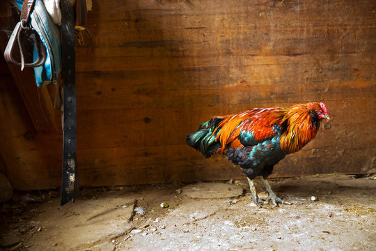 Colorful rooster