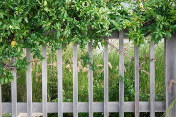 Fototapeta premium rustic fence with plants
