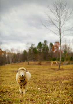 Lone Sheep in field