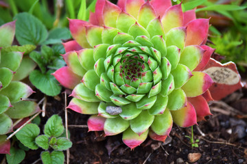 Succulent