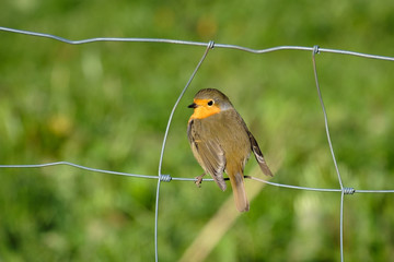 Robin at a wired fence