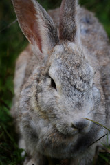Rabbit