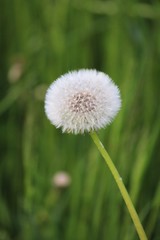 Löwenzahn - common dandelion - Taraxacum officinale - Pusteblume