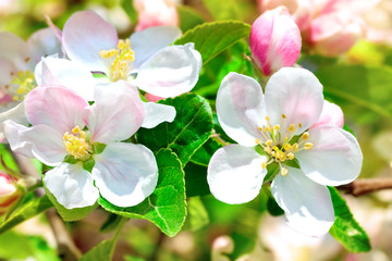 Apple tree in flowers.