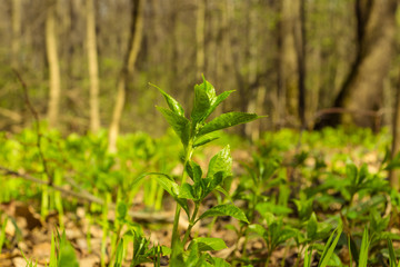 Young grass close-up in a spring sunlit forest