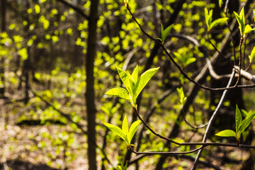 Fototapeta premium Tree branch in spring forest with young leaves