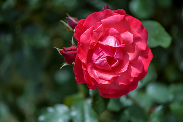 Delicate red creamy rose flower on a blurred green background