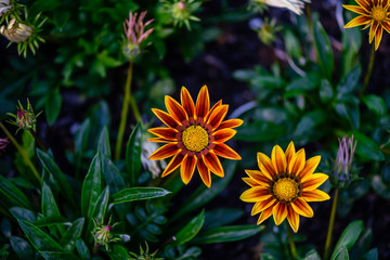 yellow plants, chamomile flowers with long petals on a green background
