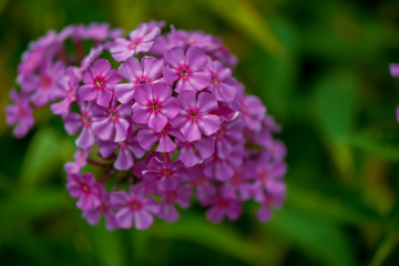 Fototapeta premium violet blue, beautiful plants flowers on a bright summer day