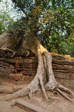 Tetramedes nudiflora in Cambodia