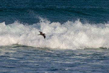 Brown booby marine bird flying over breaking waves