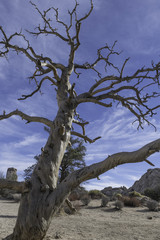 large gnarled old dead tree in Joshua Tree National Park twisted by the wind