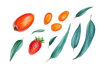 Strawberry, persimmon, kumquat and eucalyptus leaves.  Watercolor illustration isolated on white.