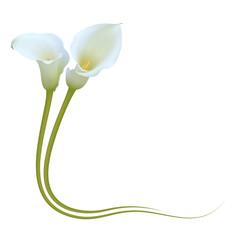 Realistic white calla lily corner. "Admire your beauty".