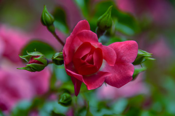 Obraz premium Delicate red creamy rose flower on a blurred green background