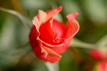 Delicate red creamy rose flower on a blurred green background