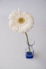 white daisy
