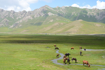 Beautiful mountain landscape with free running horses near Sary Tash, Kyrgyzstan