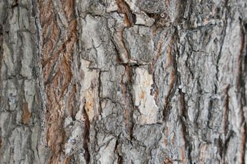 wood skin background