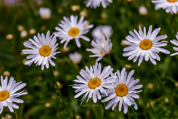 Obraz na płótnie Canvas chamomile flowers with long white petals and a yellow center in the center on a clear summer day