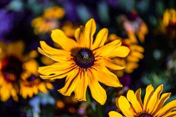 yellow plants, chamomile flowers with long petals on a green background