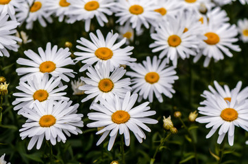 chamomile flowers with long white petals and a yellow center in the center on a clear summer day