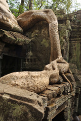 Roots and Temple Ruins