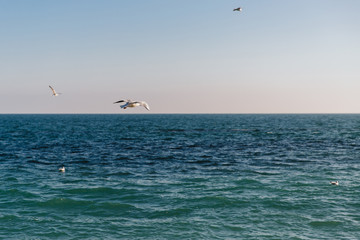 Blue clear sea with gulls