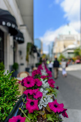 Fototapeta na wymiar maroon decorative flowers in a flower pot on a city street near café tables and walking people