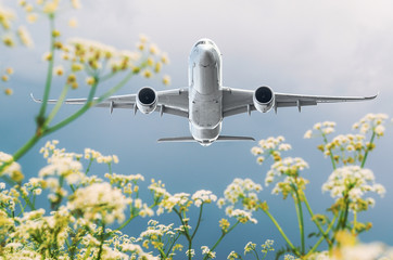 Fototapeta premium Passenger commercial airplane flies over flower fields at the airport.
