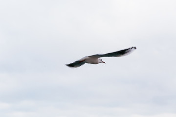 Seagull flying in the sky