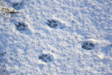 dog animal footprints texture in the snow