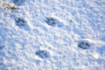 dog animal footprints texture in the snow