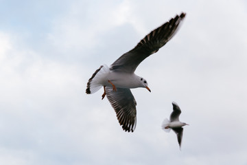 Fototapeta premium Seagulls flying in the sky