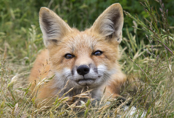 Naklejka na ściany i meble Young Fox - Baby fox resting in meadow 