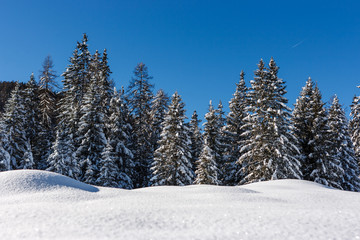 Fototapeta na wymiar Pine trees covered in snow over a blue sky, Cortina D'Ampezzo, Italy